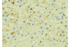 ABIN6277114 at 1/100 staining Mouse liver tissue by IHC-P. (VEGFB anticorps  (Internal Region))