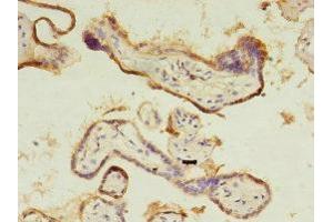 Immunohistochemistry of paraffin-embedded human placenta tissue using ABIN7148269 at dilution of 1:100 (CTHRC1 anticorps  (AA 31-200))