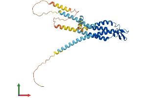 AlphaFold protein structure predicition of Mouse Recombinant Gjd2 Protein, UniprotID O54851