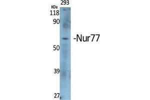 Western Blot (WB) analysis of specific cells using Nur77 Polyclonal Antibody. (NR4A1 anticorps  (Ser474))