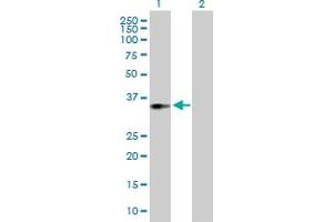Western Blot analysis of ACOT8 expression in transfected 293T cell line by ACOT8 MaxPab polyclonal antibody.