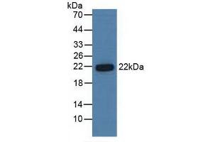 Figure. (PSMB6 anticorps  (AA 2-239))