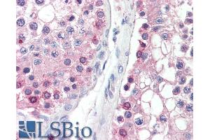 ABIN571107 (5µg/ml) staining of paraffin embedded Human Testis.