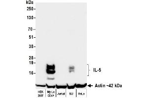 anti-Interleukin 5 (IL5) (AA 20-134) antibody