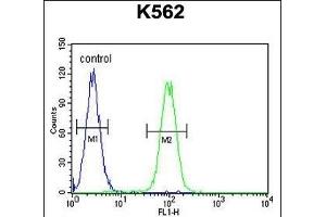 DDX11 Antibody (C-term) (ABIN655503 and ABIN2845019) flow cytometric analysis of K562 cells (right histogram) compared to a negative control cell (left histogram). (DDX11 anticorps  (C-Term))