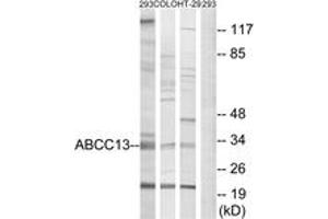 Western blot analysis of extracts from 293/COLO/HT-29 cells, using ABCC13 Antibody. (ABCC13 anticorps  (AA 56-105))
