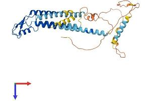 AlphaFold protein structure predicition of Human Recombinant GJA5 Protein, UniprotID P36382