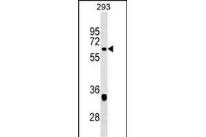 VEZF1 Antibody (Center) (ABIN1537857 and ABIN2849287) western blot analysis in 293 cell line lysates (35 μg/lane). (VEZF1 anticorps  (AA 142-169))
