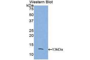 Western Blotting (WB) image for anti-Chemokine (C-C Motif) Ligand 8 (CCL8) (AA 20-94) antibody (ABIN1859787) (CCL8 anticorps  (AA 20-94))