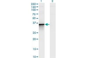 Western Blot analysis of BCL2L14 expression in transfected 293T cell line by BCL2L14 monoclonal antibody (M02), clone 1D11. (BCL2L14 anticorps  (AA 1-327))