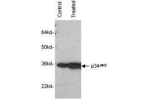 Mab anti-Human p34cdc2 antibody was used to detect human p34cdc2by western blot in untreated (control) and drug treated (10 µM genistein) lysates of MCF-7 cells. (Cdc2, p34 anticorps)