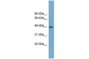 GNAI3 antibody used at 0. (GNAI3 anticorps  (N-Term))