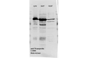 Western blot for anti-Transportin1 on HeLa cell extracts (Transportin 1 anticorps)