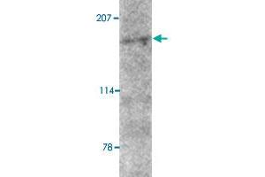 Western blot analysis of AMBRA1 in mouse brain tissue lysate with AMBRA1 polyclonal antibody  at 2 ug/mL . (AMBRA1 anticorps  (N-Term))