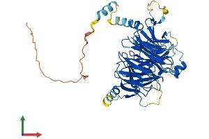 AlphaFold protein structure predicition of Human Recombinant DCAF12 Protein, UniprotID Q5T6F0