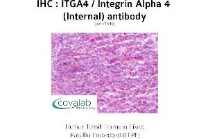 Image no. 2 for anti-Integrin alpha 4 (ITGA4) (Internal Region) antibody (ABIN1736071) (ITGA4 anticorps  (Internal Region))