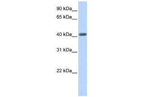 LRRC2 antibody used at 1 ug/ml to detect target protein. (LRRC2 anticorps  (N-Term))