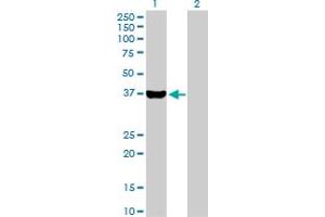 Western Blot analysis of AKR1C4 expression in transfected 293T cell line by AKR1C4 MaxPab polyclonal antibody. (AKR1C4 anticorps  (AA 1-323))