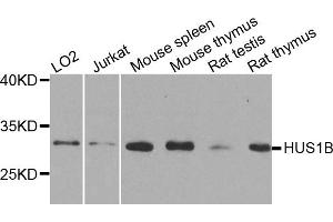 Western blot analysis of extracts of various cell lines, using HUS1B antibody. (HUS1B anticorps)