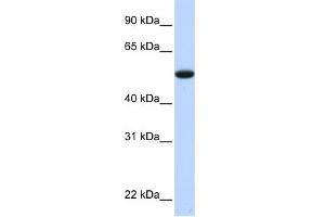 WB Suggested Anti-C9orf43 Antibody Titration: 0. (C9orf43 anticorps  (Middle Region))