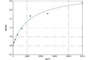 Notum Pectinacetylesterase Homolog (NOTUM) ELISA Kit