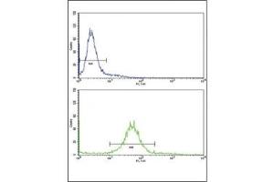 Flow cytometric analysis of 293 cells using PAX8 antibody (bottom histogram) compared to a negative control (top histogram).