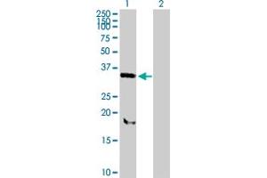 Western Blot analysis of SNX11 expression in transfected 293T cell line by SNX11 MaxPab polyclonal antibody. (SNX11 anticorps  (AA 1-270))