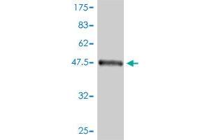 Western Blot detection against Immunogen (56. (FHL2 anticorps  (AA 1-279))