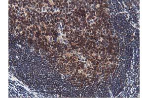 Image no. 5 for anti-Exoribonuclease 1 (ERI1) antibody (ABIN1498094)