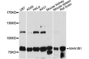 Western blot analysis of extracts of various cell lines, using MAN1B1 antibody (ABIN6291169) at 1:3000 dilution. (MAN1B1 anticorps)
