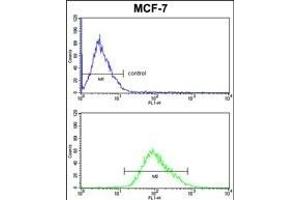 PDK3 Antibody (ABIN652286 and ABIN2841205) FC analysis of MCF-7 cells (bottom histogram) compared to a negative control cell (top histogram). (PDK3 anticorps)