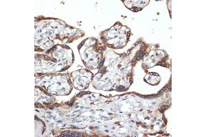 Immunohistochemistry of paraffin-embedded human placenta using FGFR4 Rabbit mAb (ABIN7267193) at dilution of 1:100 (40x lens).