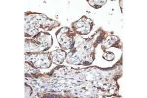 Immunohistochemistry of paraffin-embedded human placenta using FGFR4 Rabbit mAb (ABIN7267193) at dilution of 1:100 (40x lens). (FGFR4 anticorps)