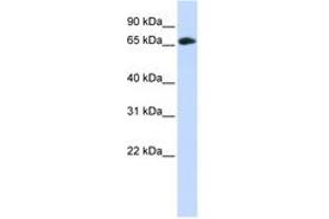 Image no. 1 for anti-DDB1 and CUL4 Associated Factor 4 (DCAF4) (C-Term) antibody (ABIN6743821)