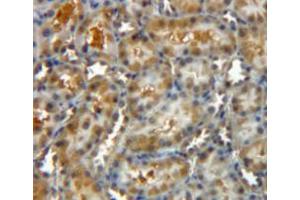 Used in DAB staining on fromalin fixed paraffin-embedded kidney tissue (CLIC4 anticorps  (AA 104-253))