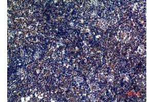 Immunohistochemistry (IHC) analysis of paraffin-embedded Human Tonsils, antibody was diluted at 1:100. (ICOS anticorps)