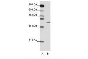 Image no. 1 for anti-Zinc Finger Protein 42 (ZFP42) (N-Term) antibody (ABIN6736154) (ZFP42 anticorps  (N-Term))