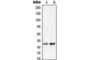 Western blot analysis of PAI3 expression in HeLa (A), H1299 (B) whole cell lysates.