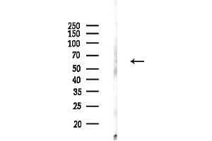 Western blot analysis of lysates from Rat brain, using GLU Antibody at 1/1000 dilution.