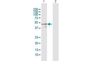 Western Blot analysis of YARS2 expression in transfected 293T cell line by YARS2 MaxPab polyclonal antibody. (YARS2 anticorps  (AA 1-477))