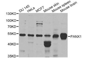 Western blot analysis of extracts of various cell lines, using PANX1 antibody. (PANX1 anticorps  (AA 50-150))