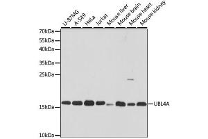 Western blot analysis of extracts of various cell lines, using UBL4A antibody. (UBL4A anticorps)