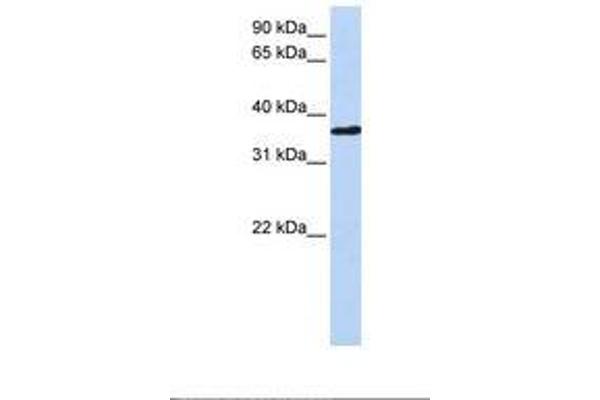 CHORDC1 抗体  (AA 180-229)