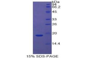 SDS-PAGE analysis of Cow Cyclophilin A Protein.