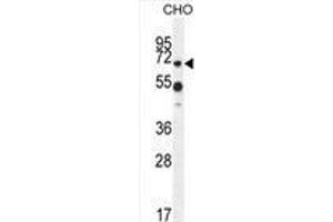 ZUFSP Antibody (N-term) western blot analysis in CHO cell line lysates (35 µg/lane).