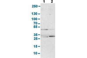 Western Blot analysis with FDFT1 polyclonal antibody . (FDFT1 anticorps  (AA 10-148))