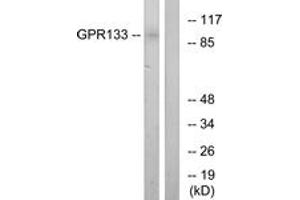 Western blot analysis of extracts from COS7 cells, using GPR133 Antibody. (G Protein-Coupled Receptor 133 anticorps  (AA 461-510))