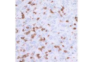 anti-CD3 epsilon (CD3E) (AA 157-207) antibody