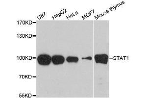 Western blot analysis of extracts of various cell lines, using STAT1 antibody. (STAT1 anticorps  (AA 650-750))