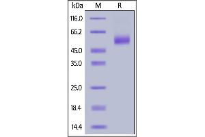 Human IL-13, Fc Tag on  under reducing (R) condition.